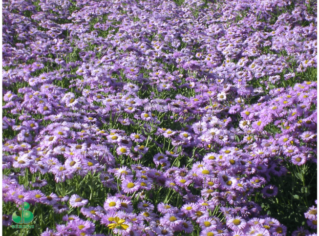 Erigeron speciosus